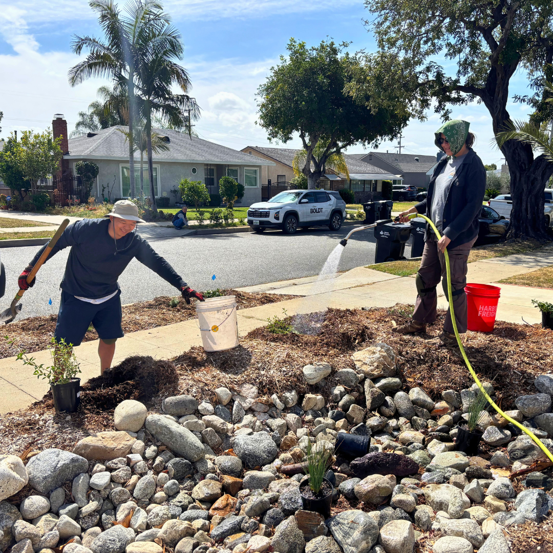 Volunteers water newly planted native vegetation in a residential rain garden.