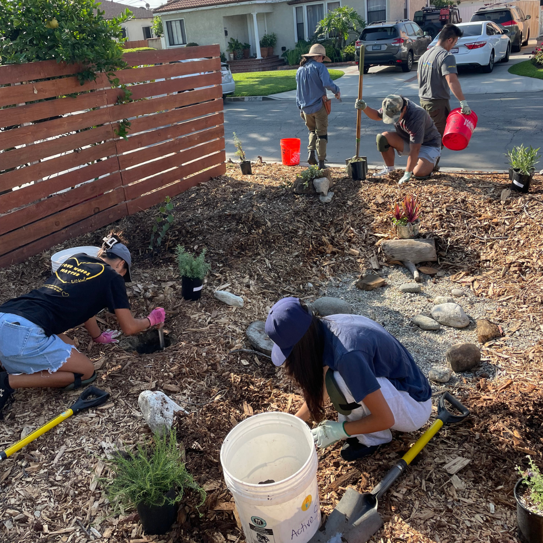 Volunteers plant native shrubs and groundcover throughout a newly installed rain garden.
