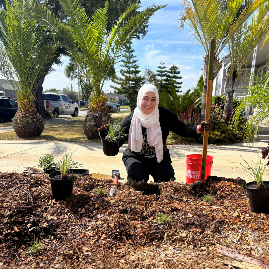 Volunteer plants native flowers and shrubs in a residential rain garden.