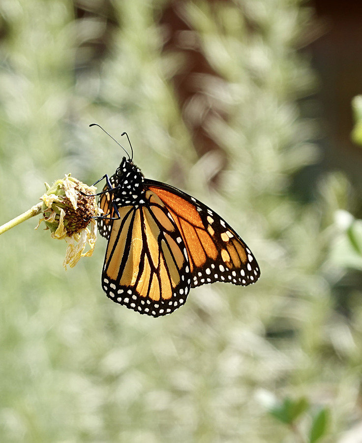 A monarch butterfly with orange wings, black veins, and white-spotted edges rests on a dried flower head, with soft green and silver foliage blurred behind it.
