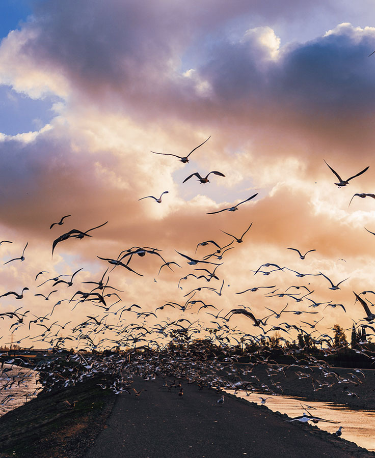 Gulls take flight over a dirt levee at the Rio Hondo Spreading Grounds at sunset.