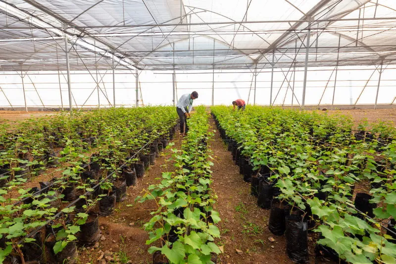 द्राक्ष नर्सरी