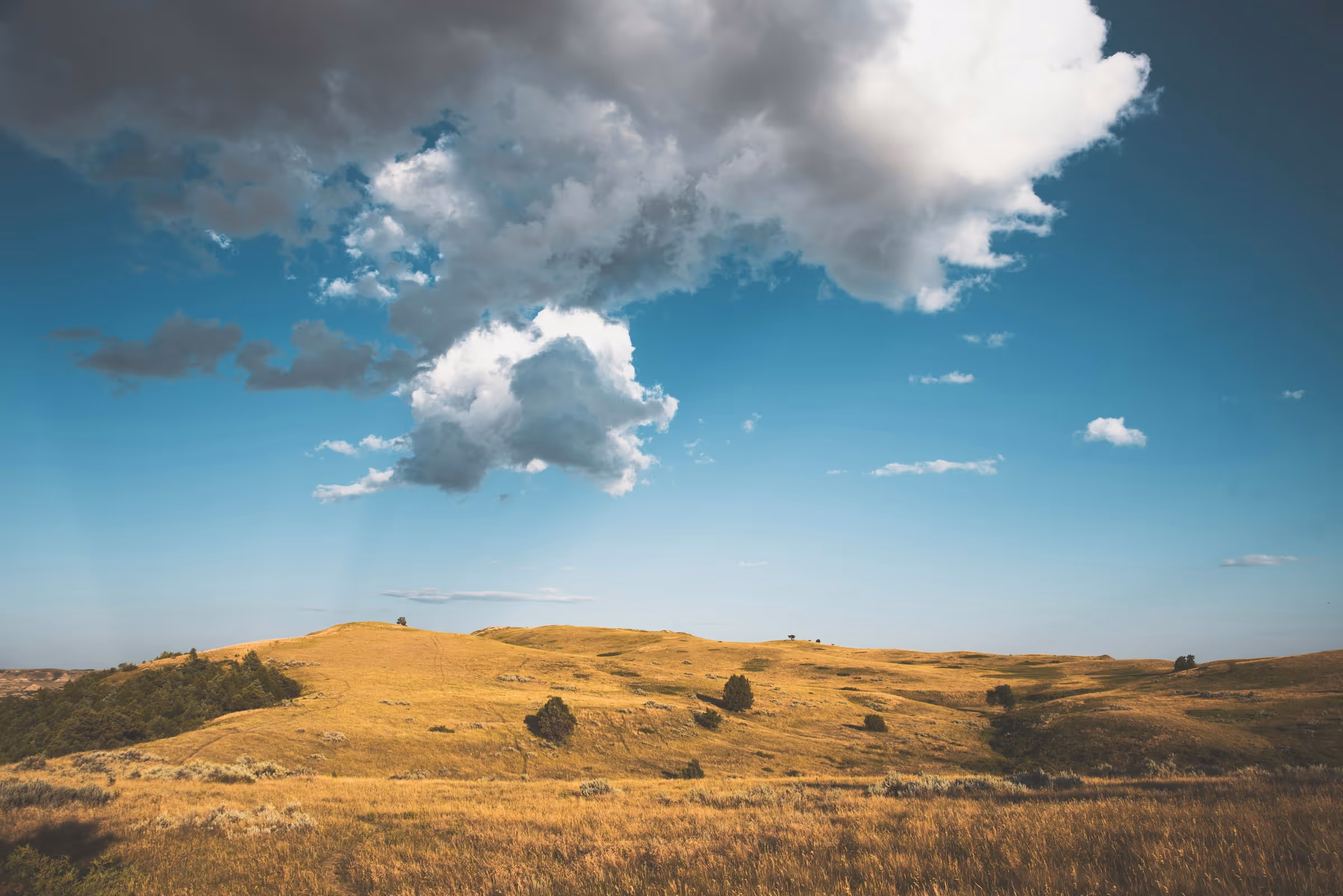 Best Birth Certificate Online Application and Replacement Service in North Dakota