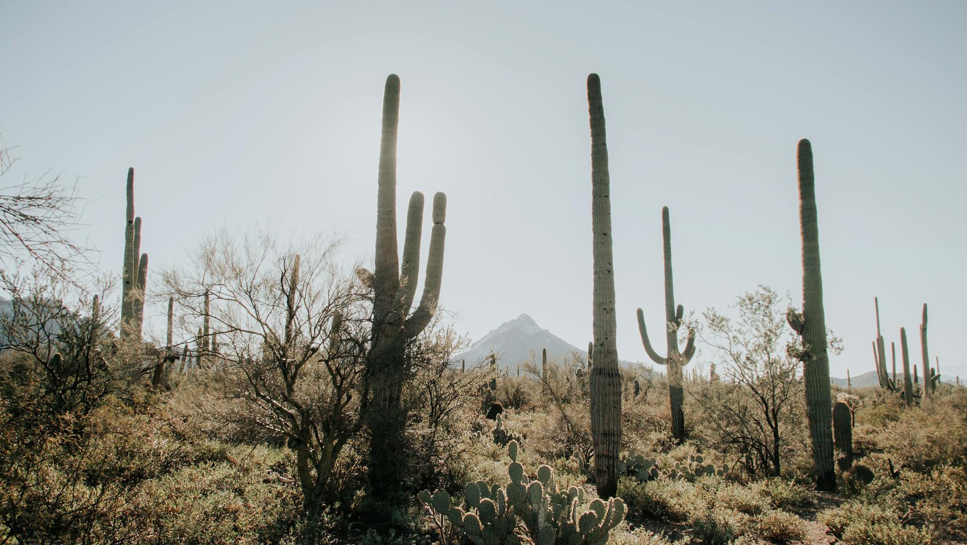 Best Online Services for Social Security Card Replacement and New Card Applications in Arizona