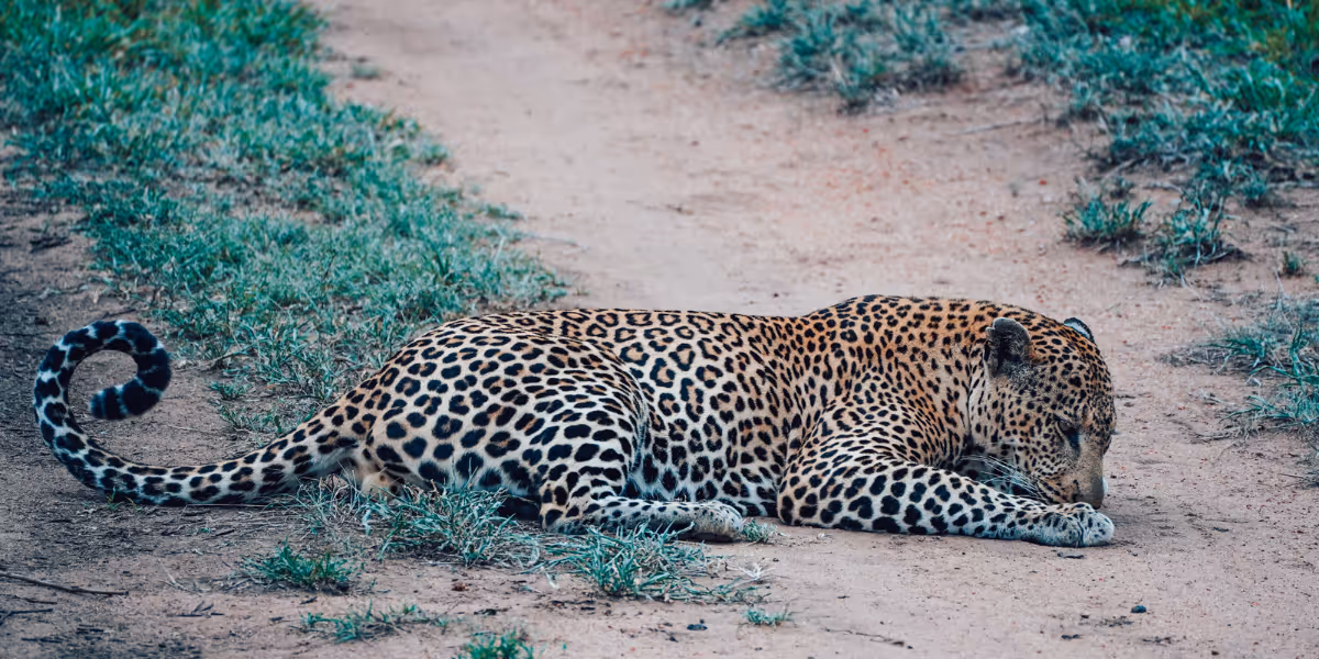 Quality time with a local legend - the male leopard that goes by the name of Ntsongwaan.