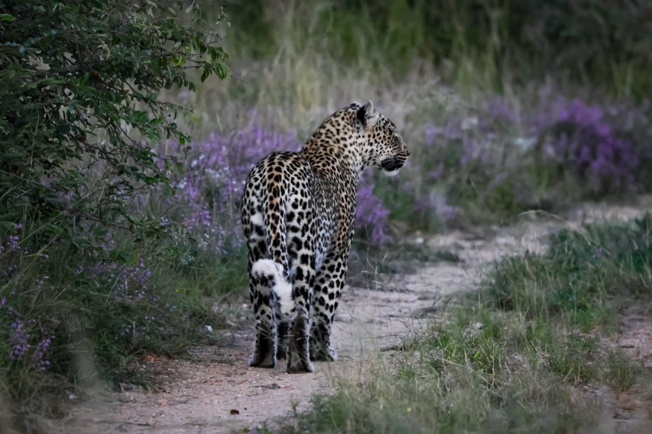 Leopard roaming in the bush