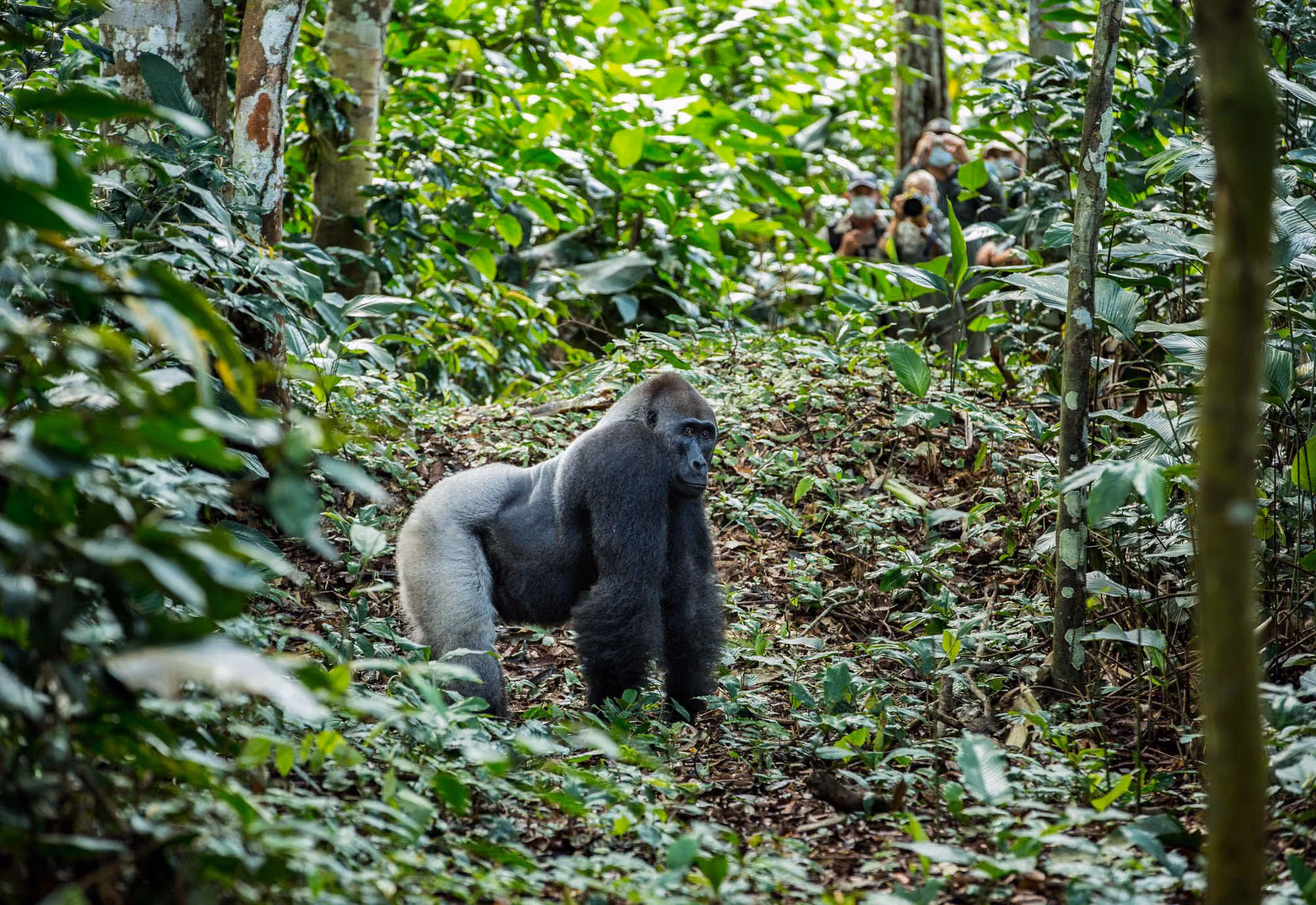 Western Lowland Gorilla 