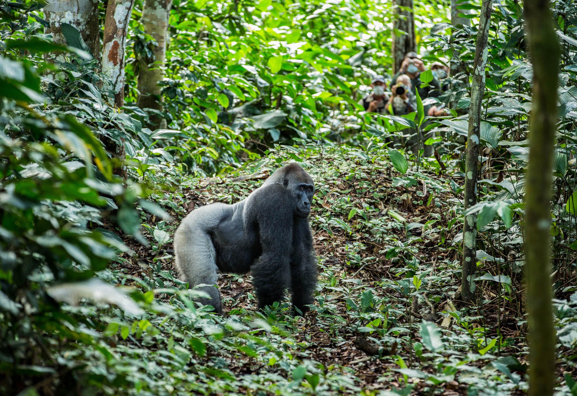 Western Lowland Gorilla 