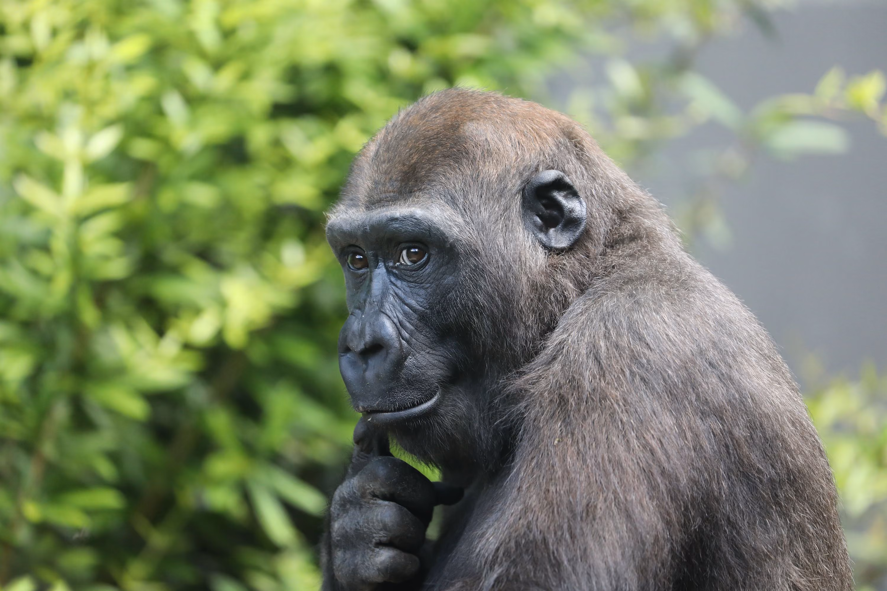 Lowland Gorilla, Congo 