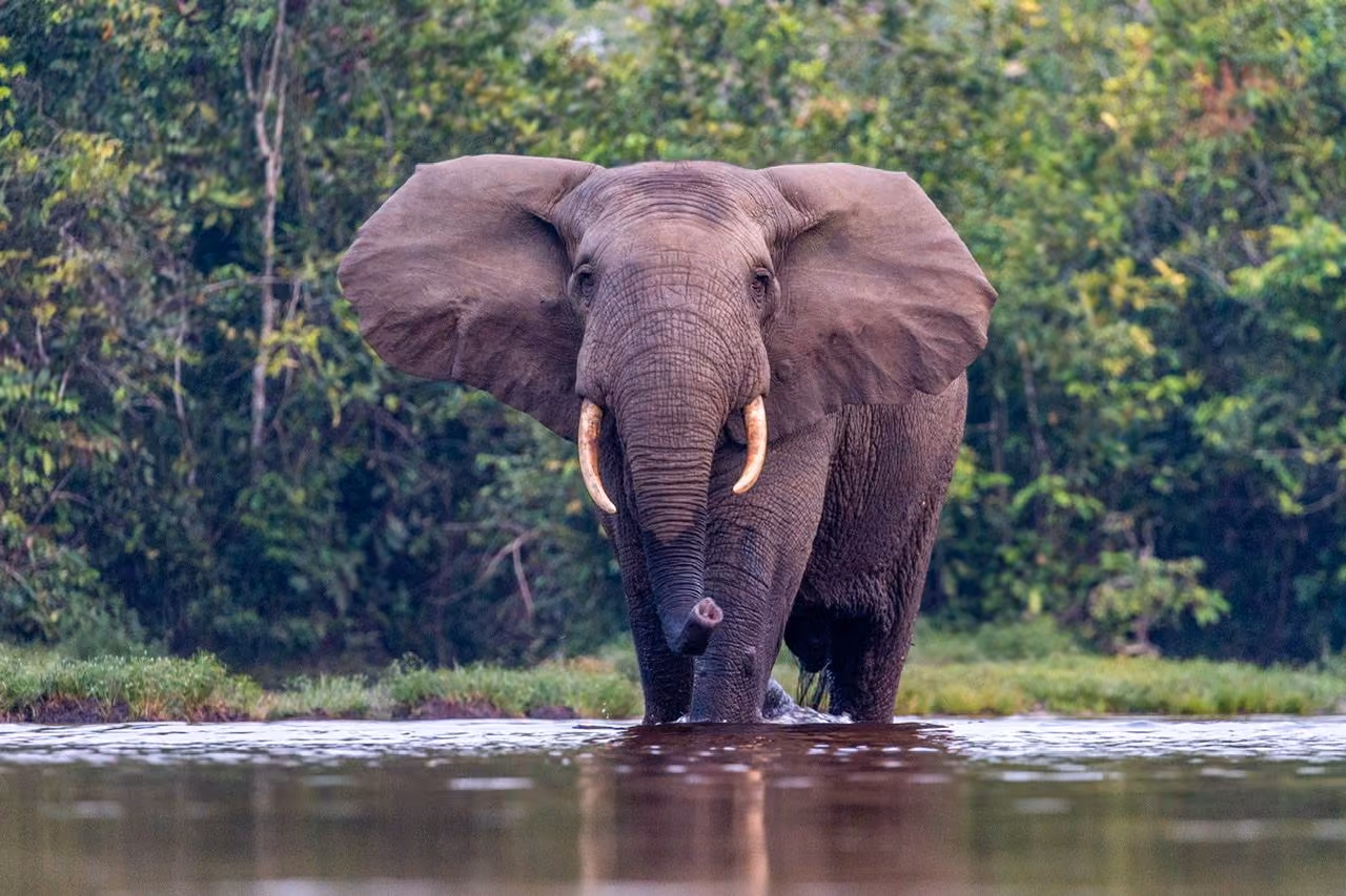 Forest elephants in Congo Basin