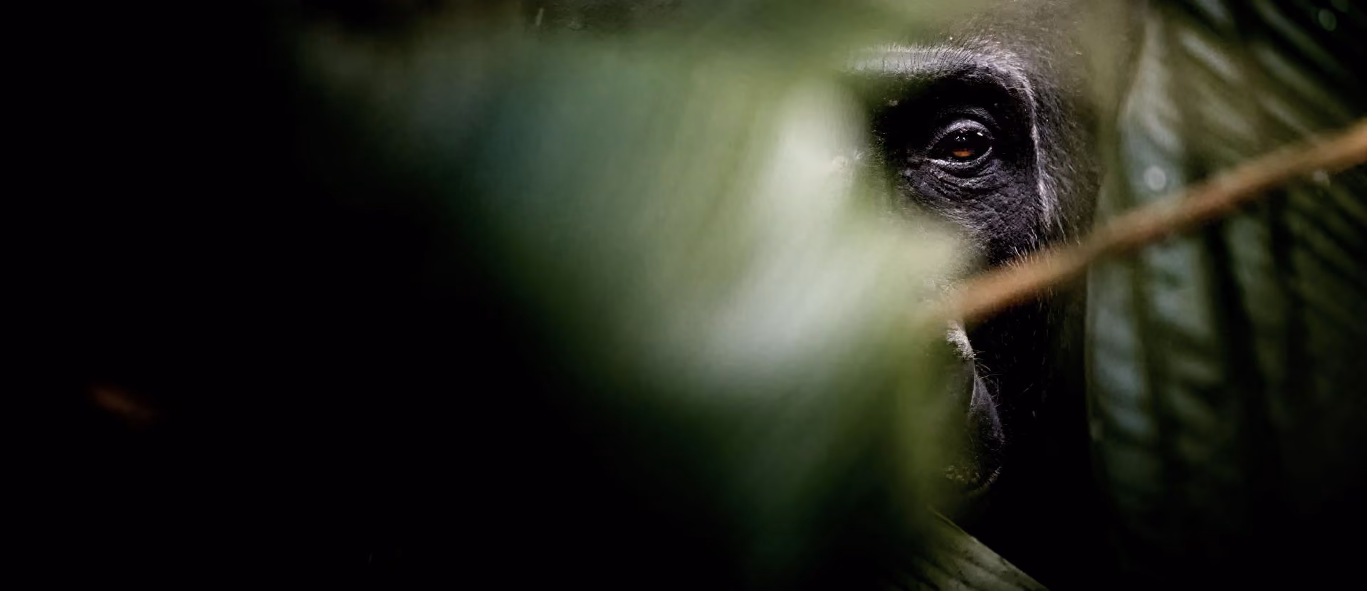 Gorilla, Congo
