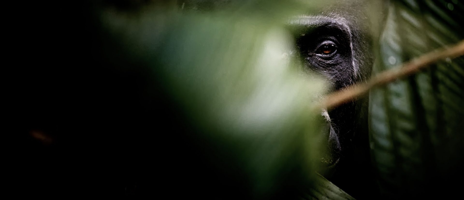 Gorilla, Congo