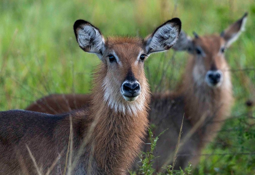 Waterbuck, Kidepo national park