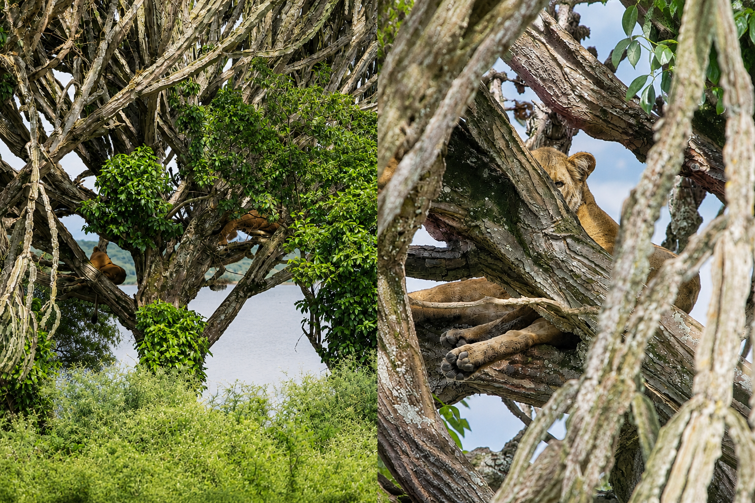 Queen Elizabeth National Park - Tree climbing lions