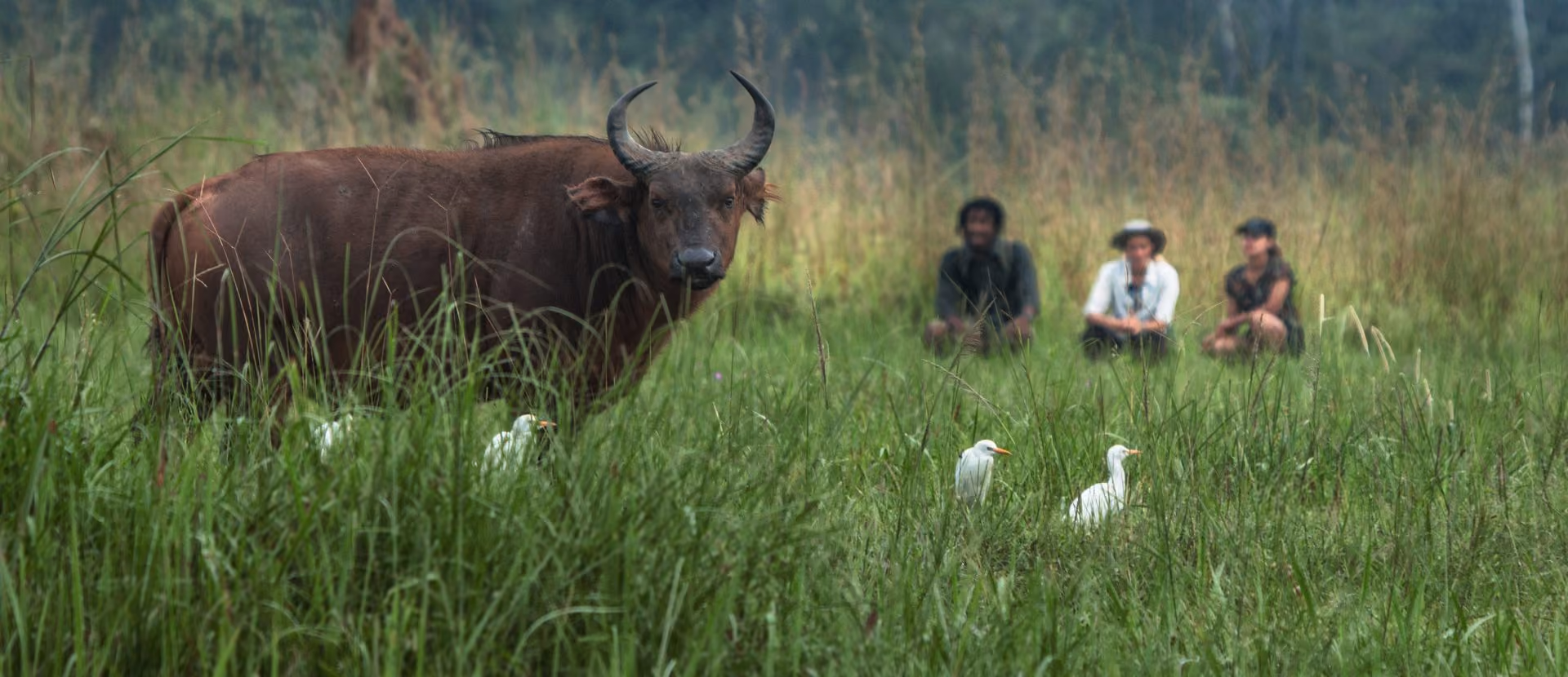 Forest Buffalo, Congo Bais