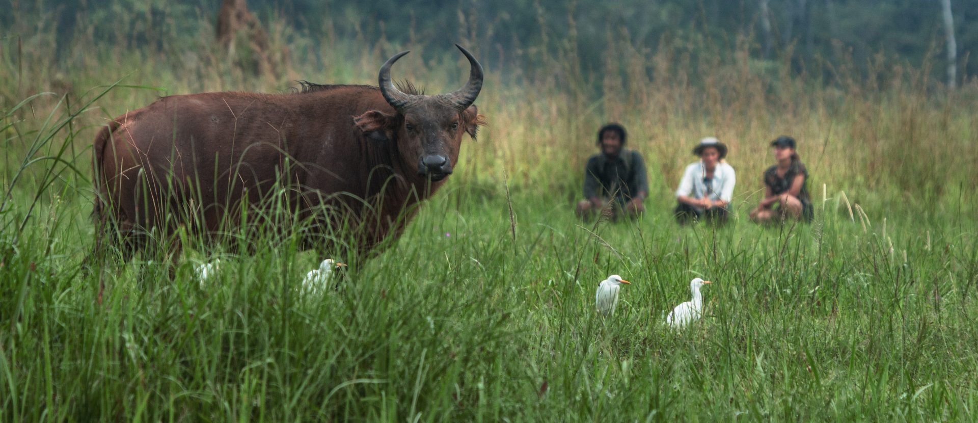 Forest Buffalo, Congo Bais