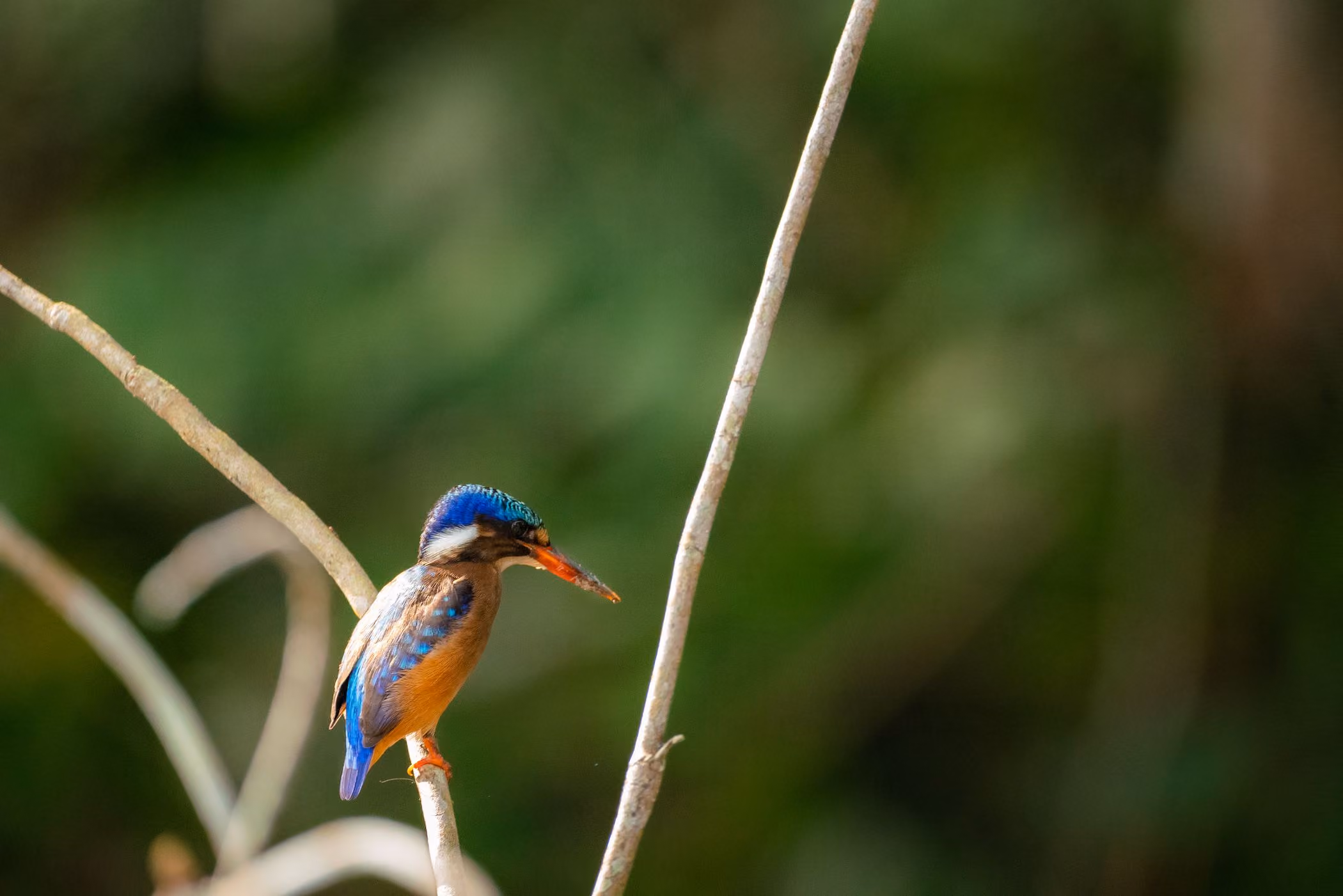 Malachite Kingfisher