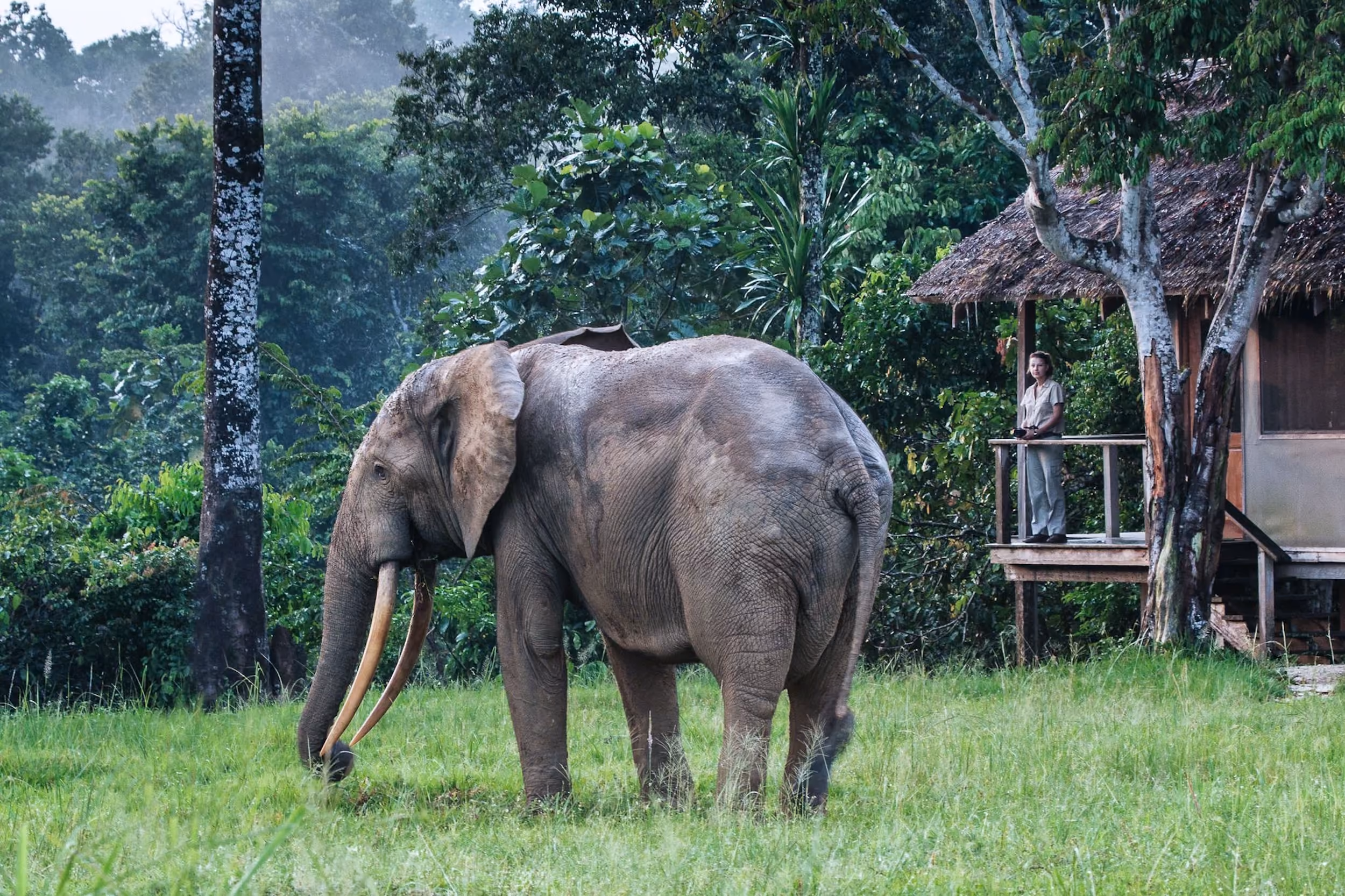 Congo basin, forest elephant