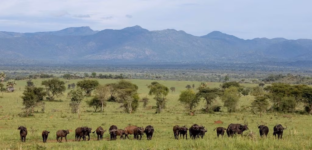 Buffalo Kidepo Valley National Park, Uganda