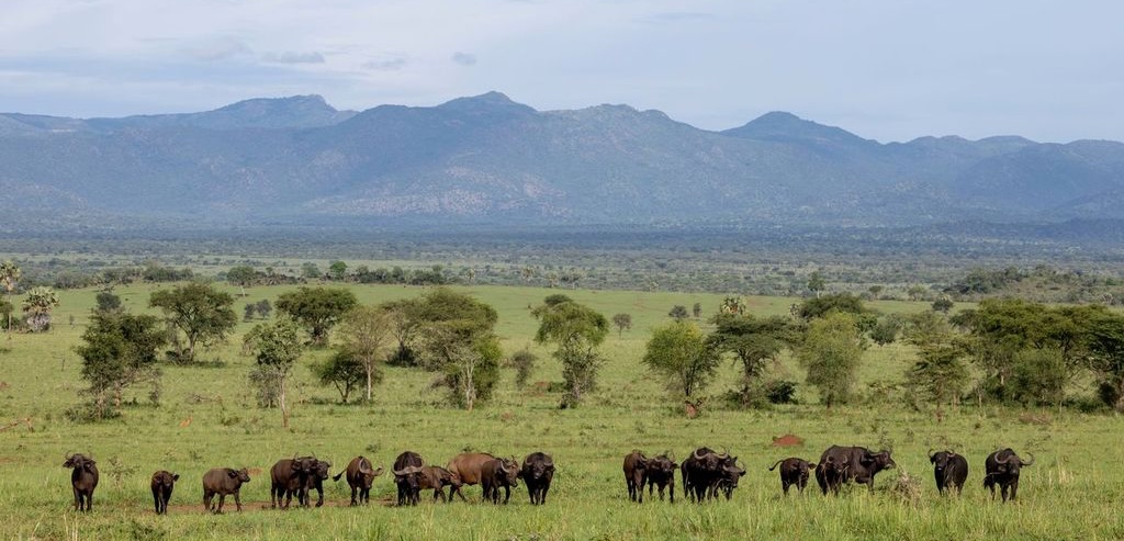 Buffalo Kidepo Valley National Park, Uganda