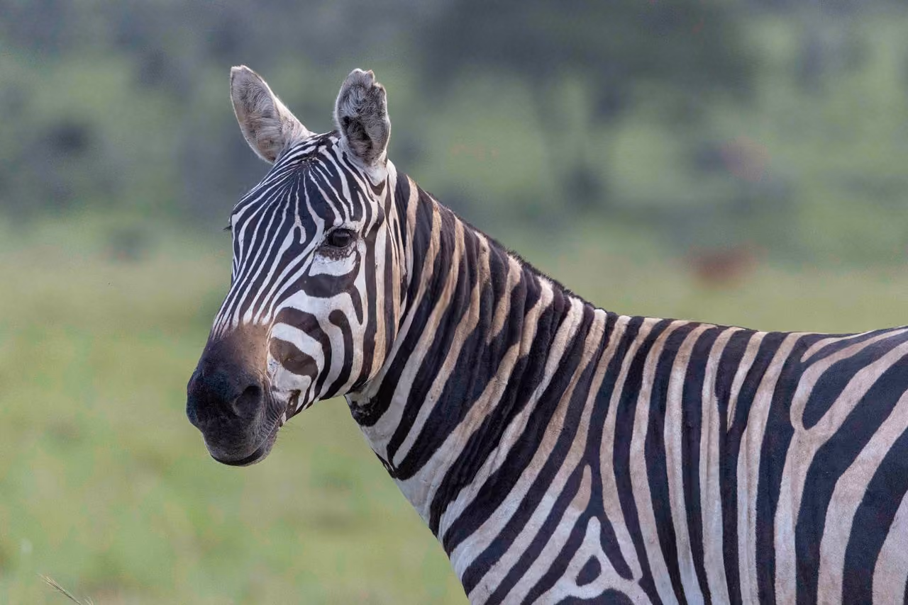 Mainless zebra, Kidepo National park Uganda