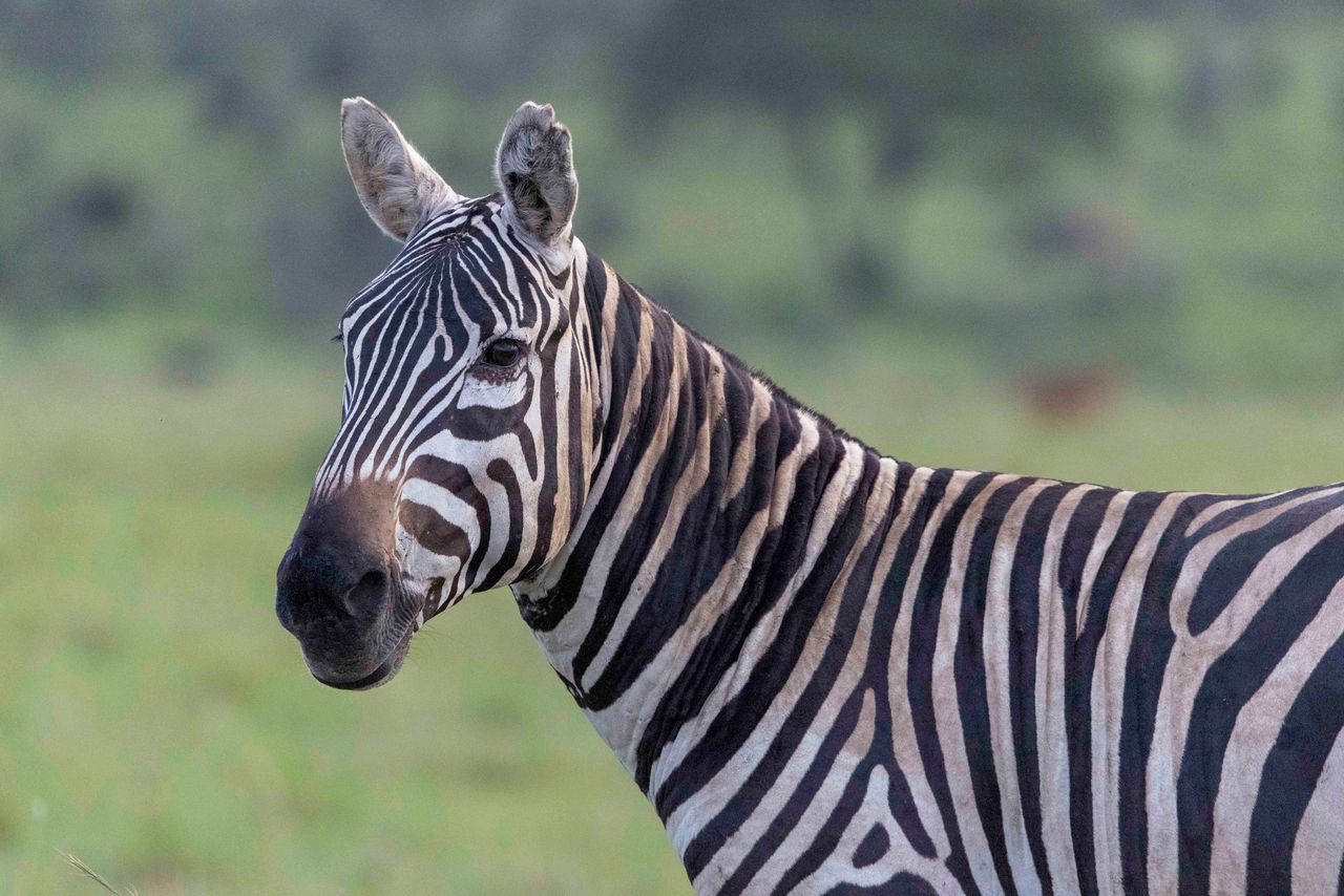 Mainless zebra, Kidepo National park Uganda