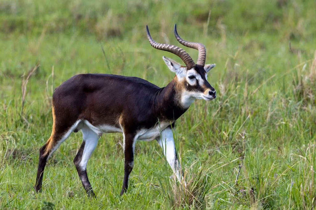Nile lechwe, Kidepo valley national park Uganda