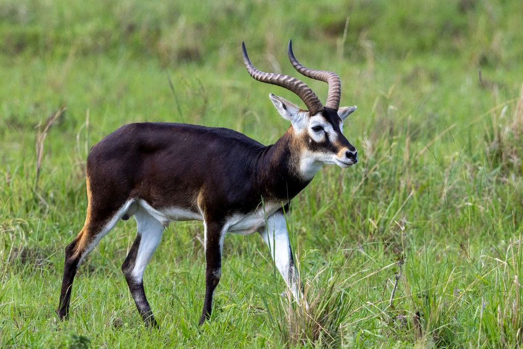 Nile lechwe, Kidepo valley national park Uganda