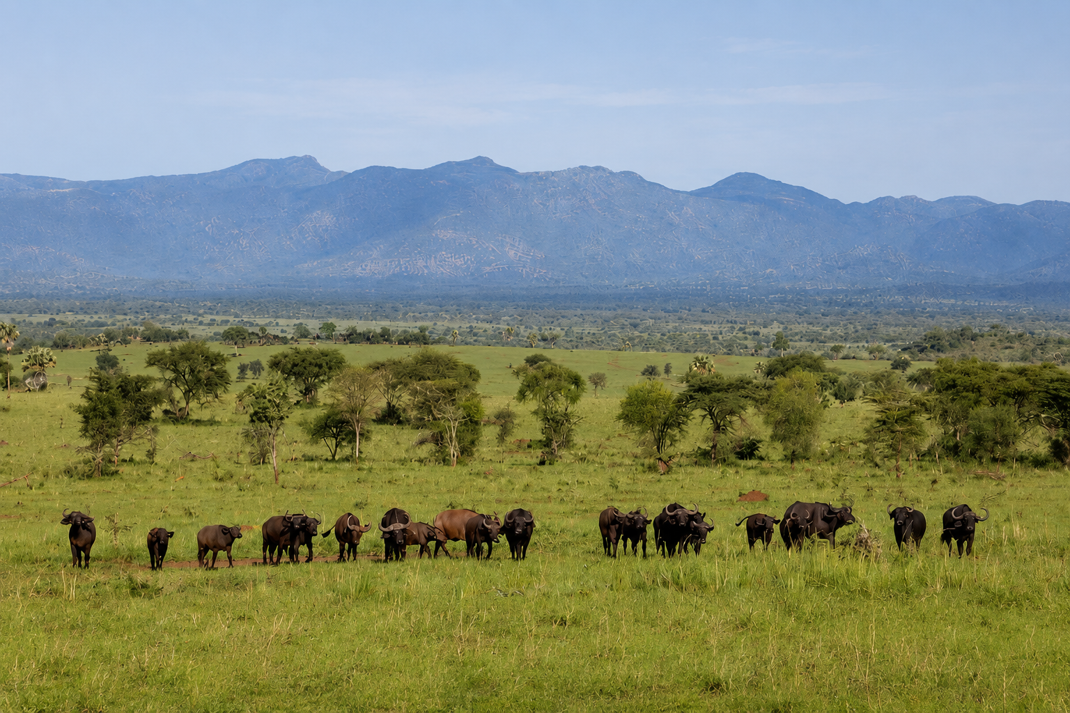 Buffalo Kidepo Valley National Park, Uganda