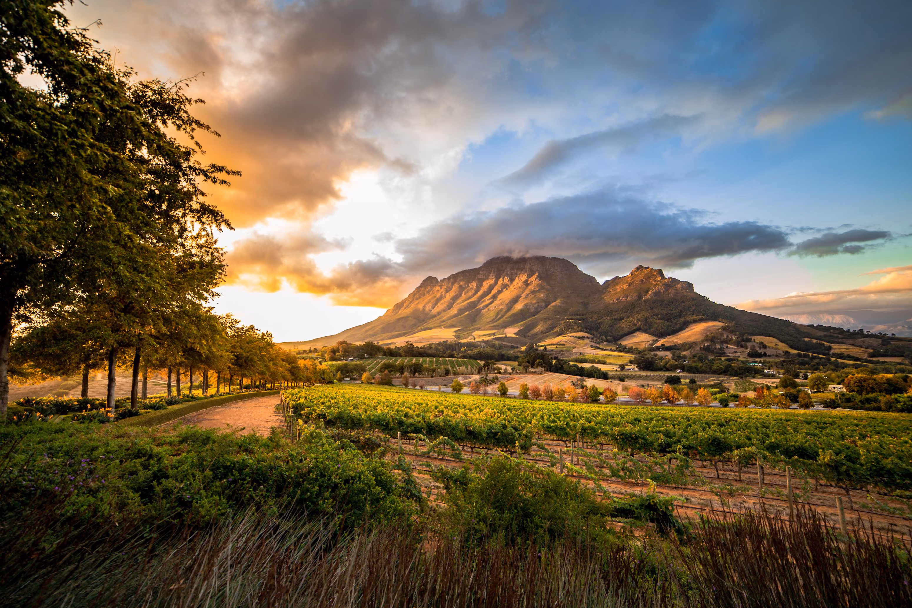 Winelands, South Africa