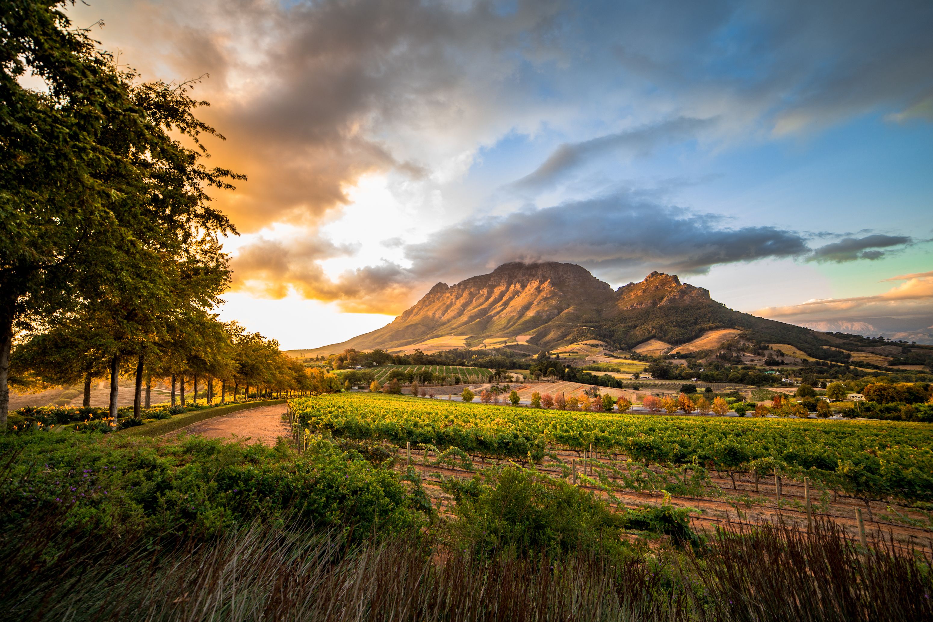 Winelands, South Africa
