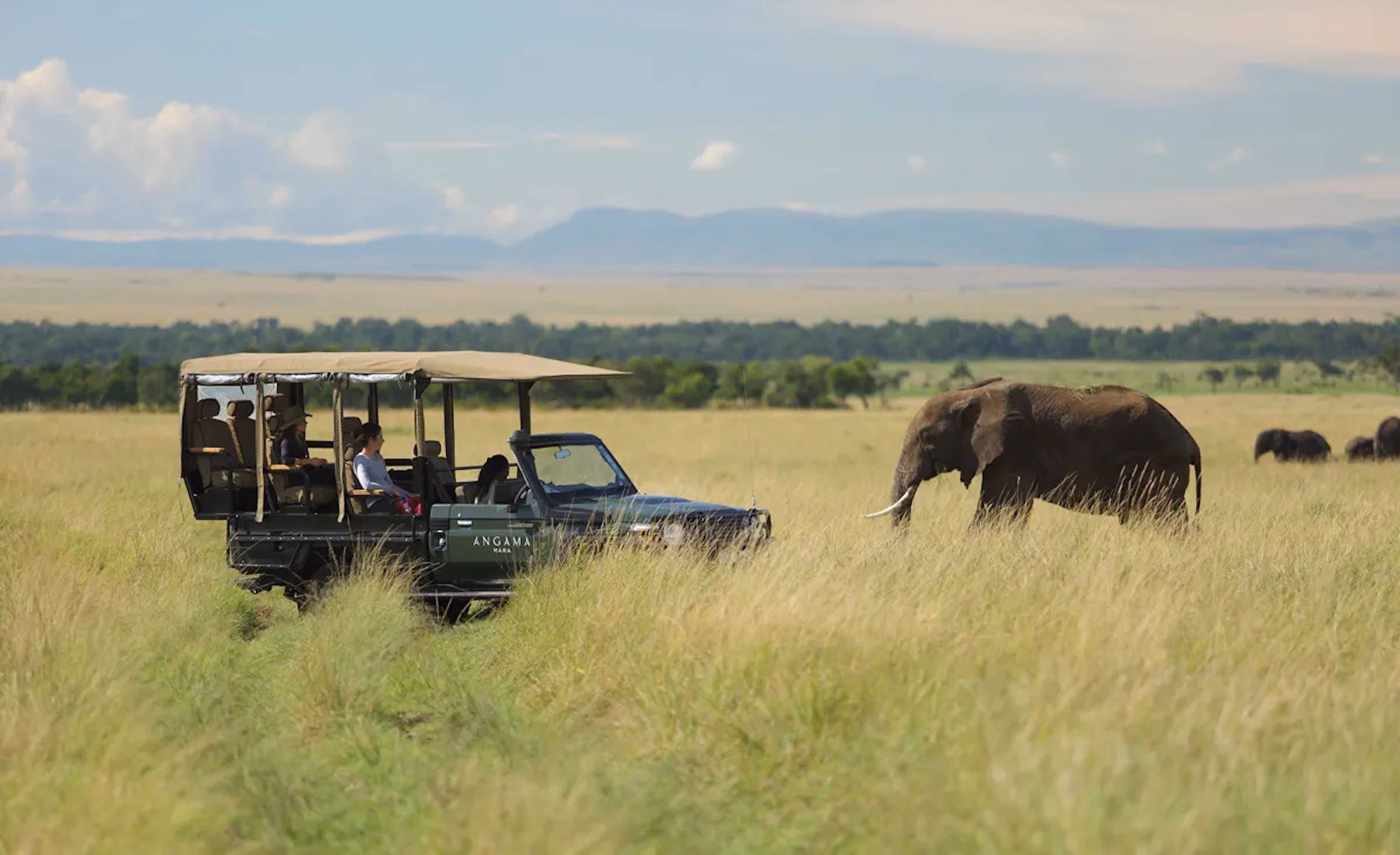 Elephant, Kenya