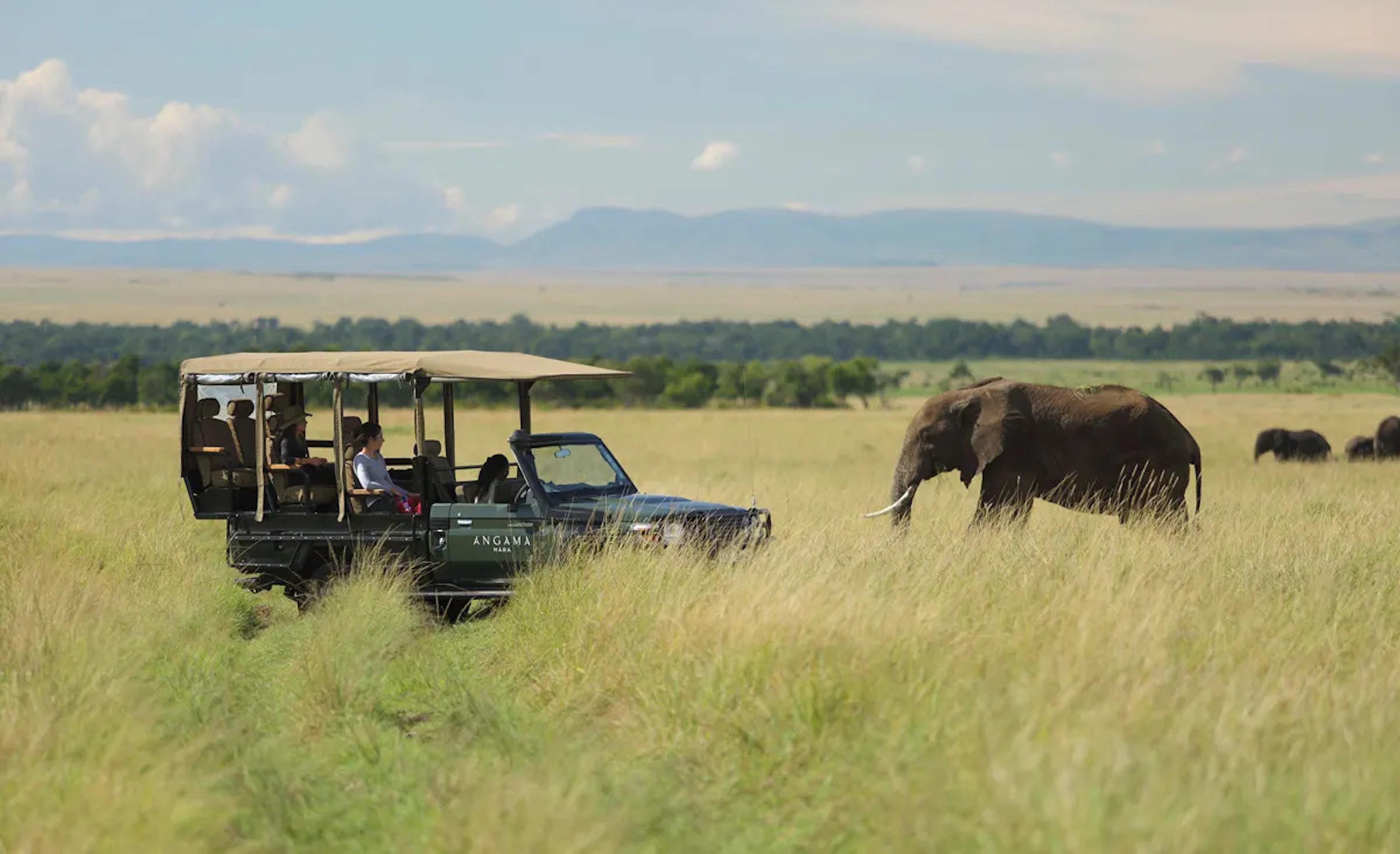 Elephant, Kenya