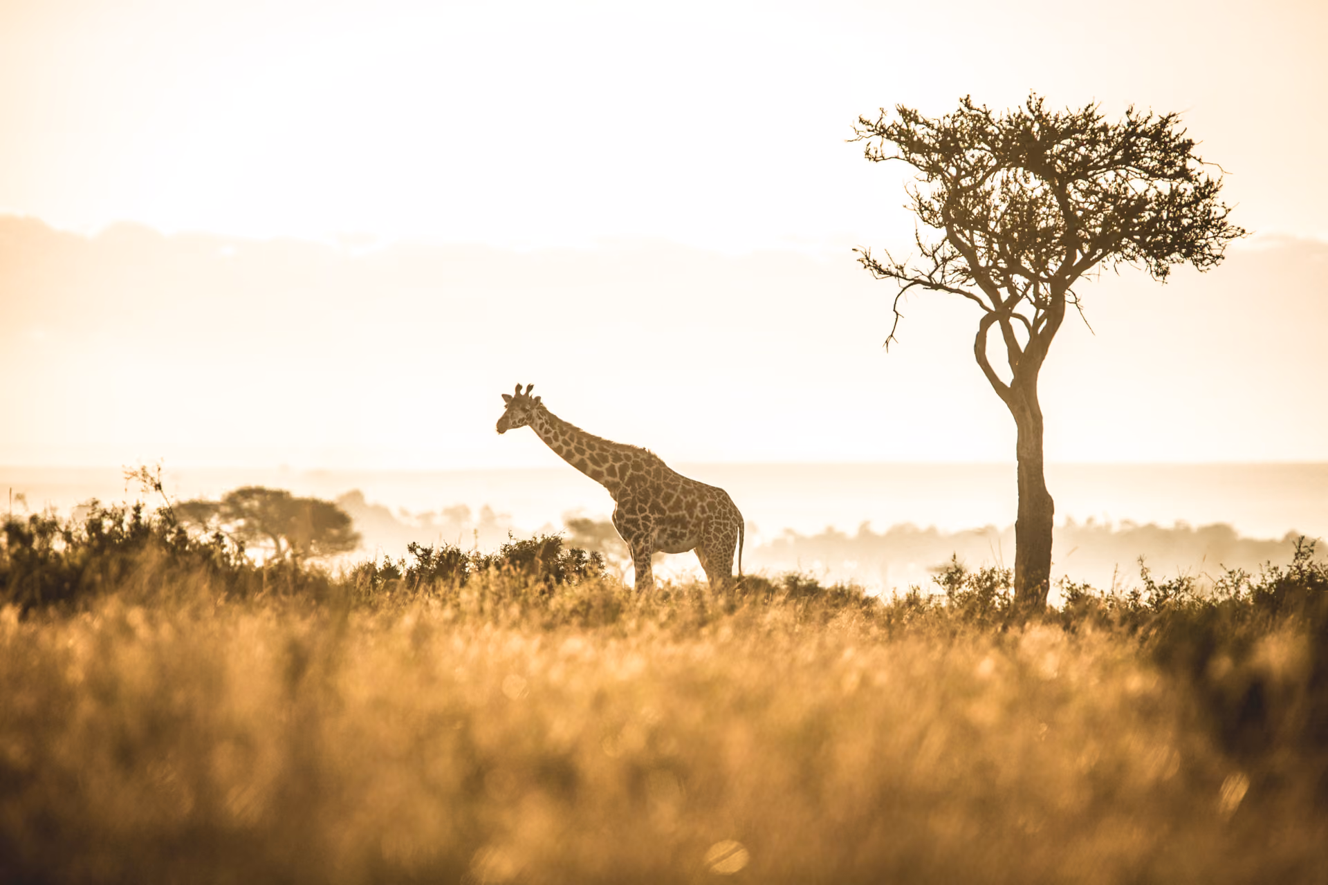 Giraffe, Kenya