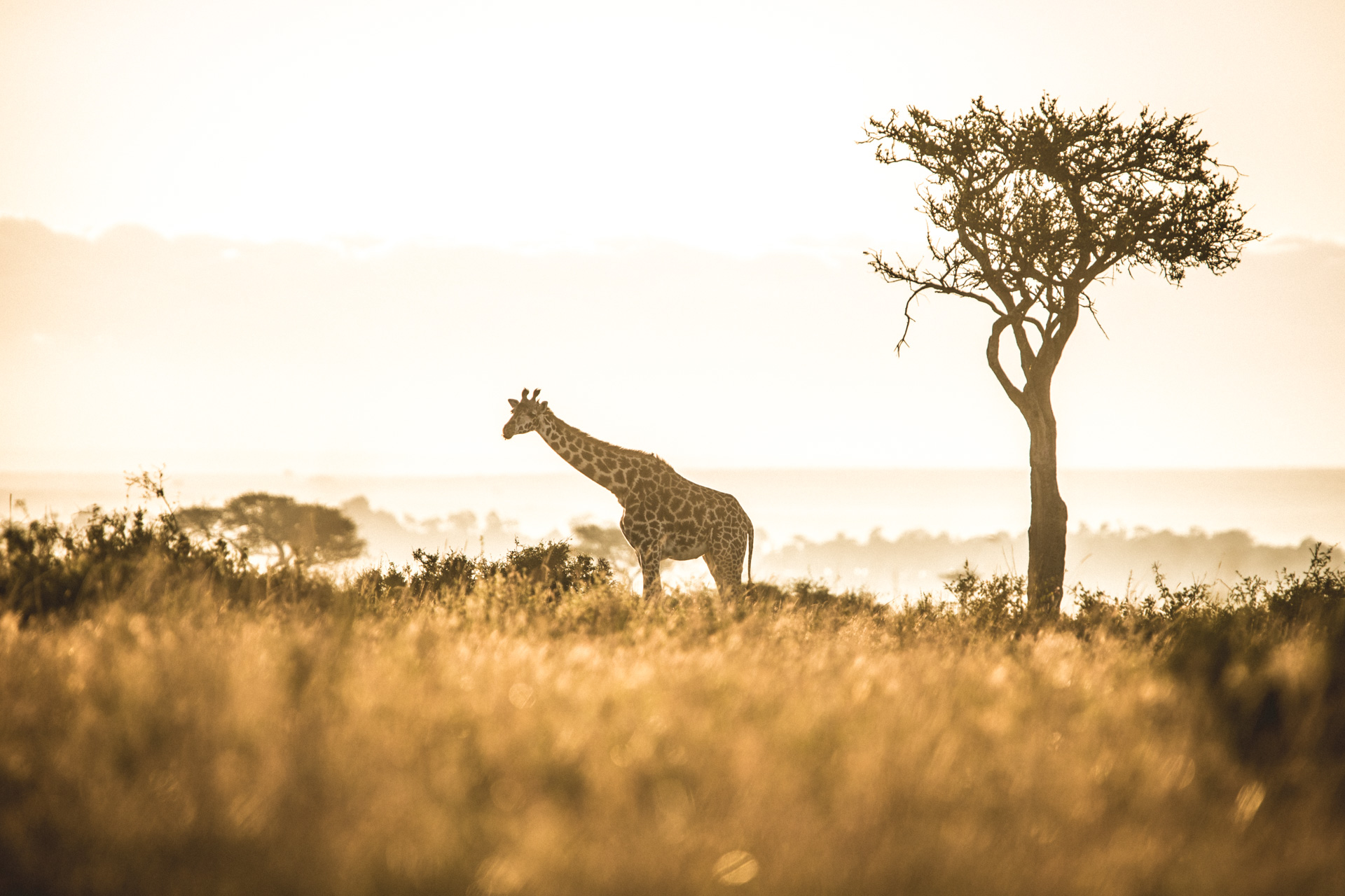 Giraffe, Kenya