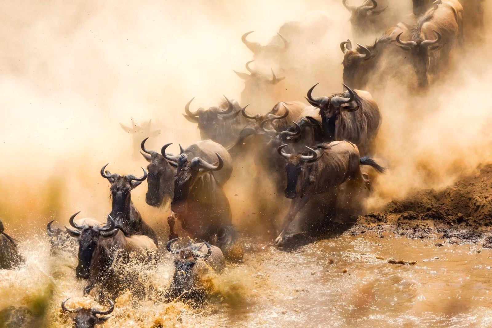 Wildebeest, Mara River Crossing
