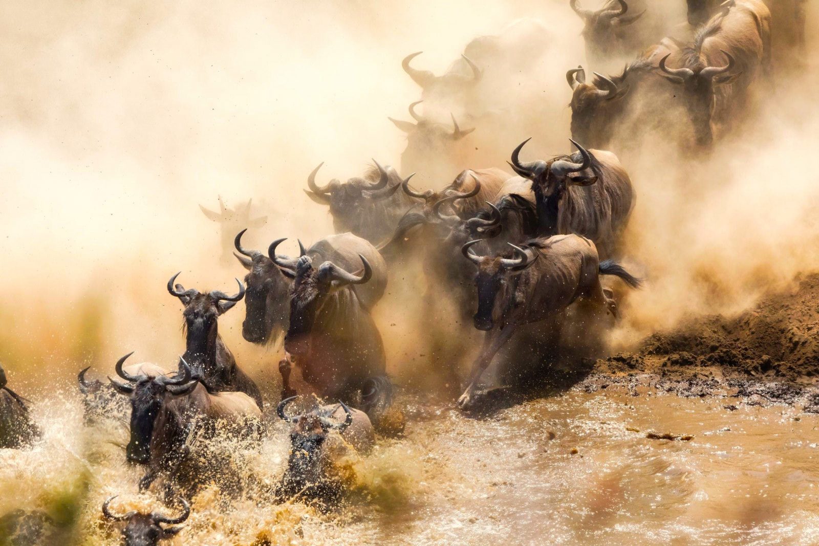Wildebeest, Mara River Crossing