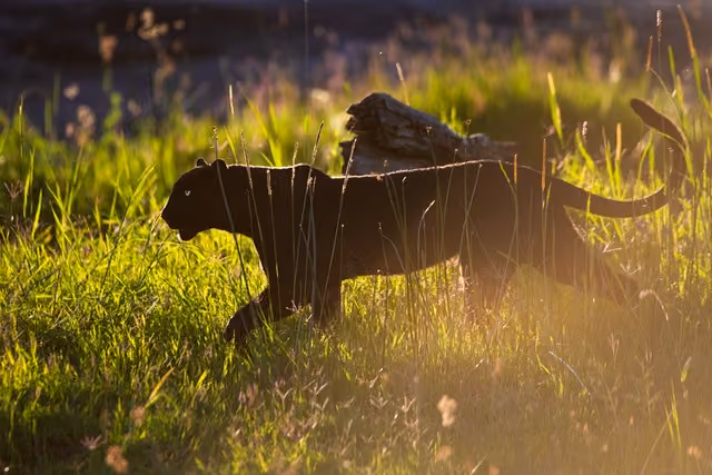 Black Leopard, Laikipia Wilderness