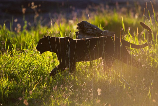 Black Leopard, Laikipia Wilderness
