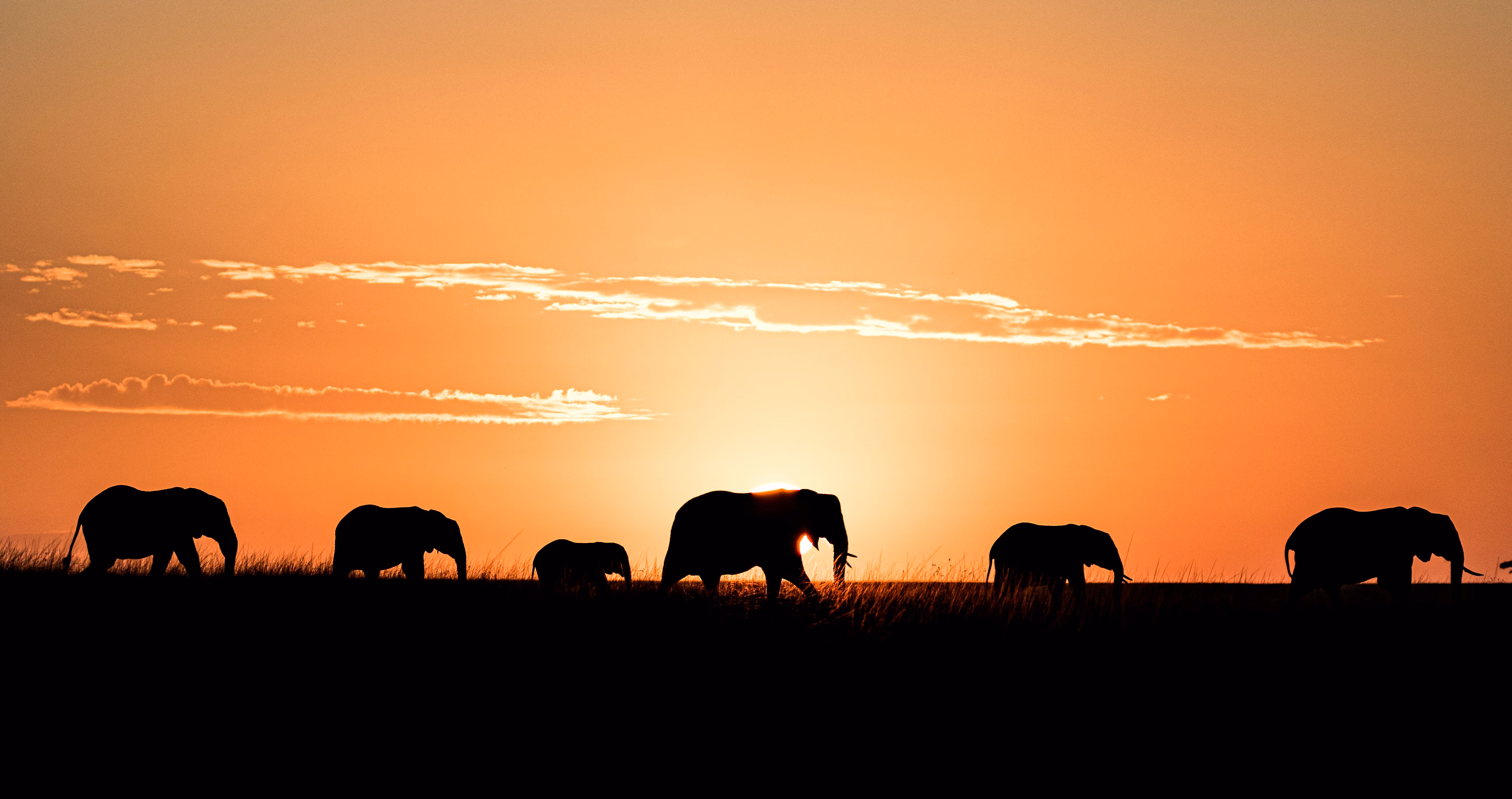 Elephants at sunset, Kenya