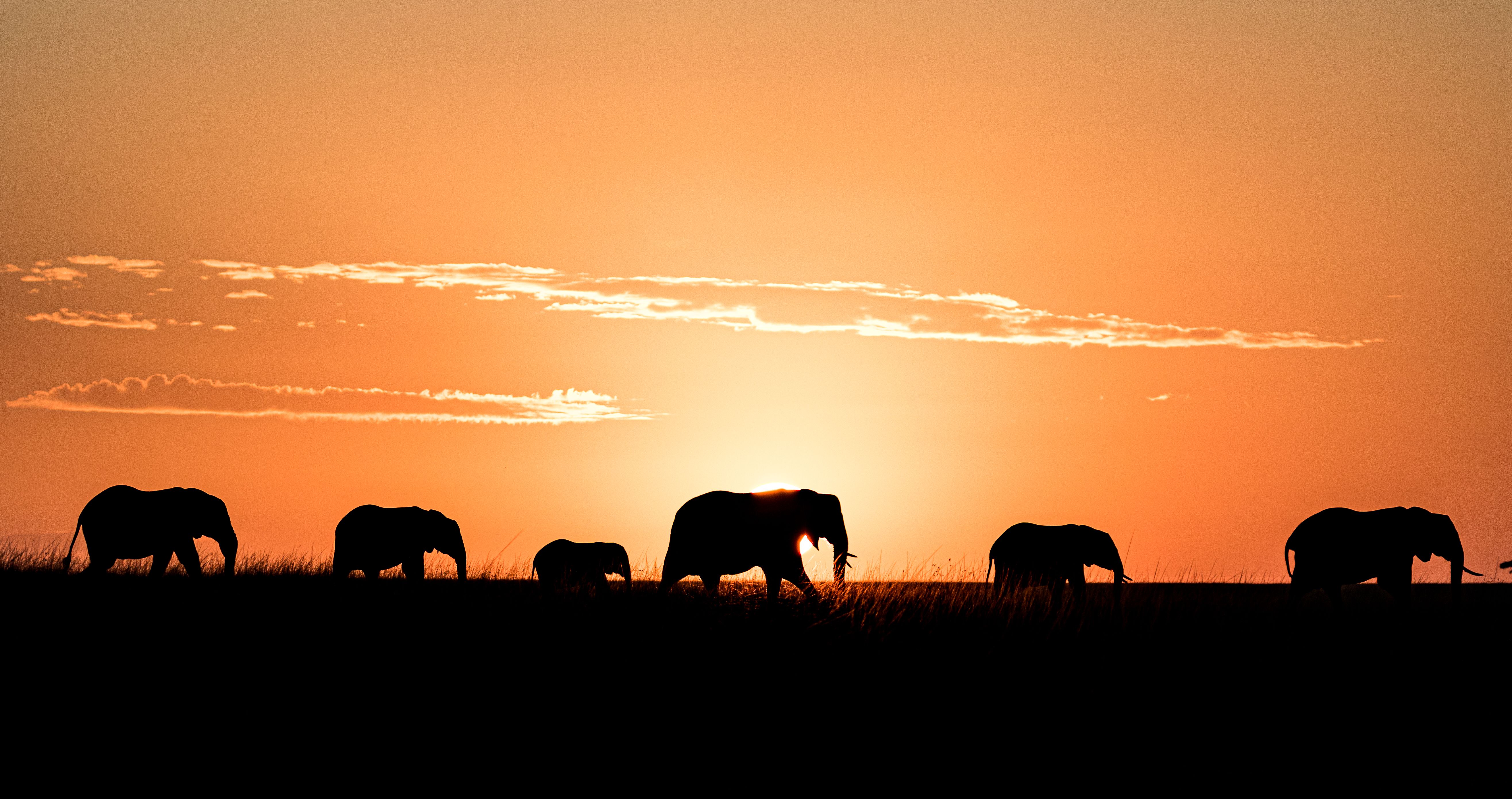 Elephants at sunset, Kenya