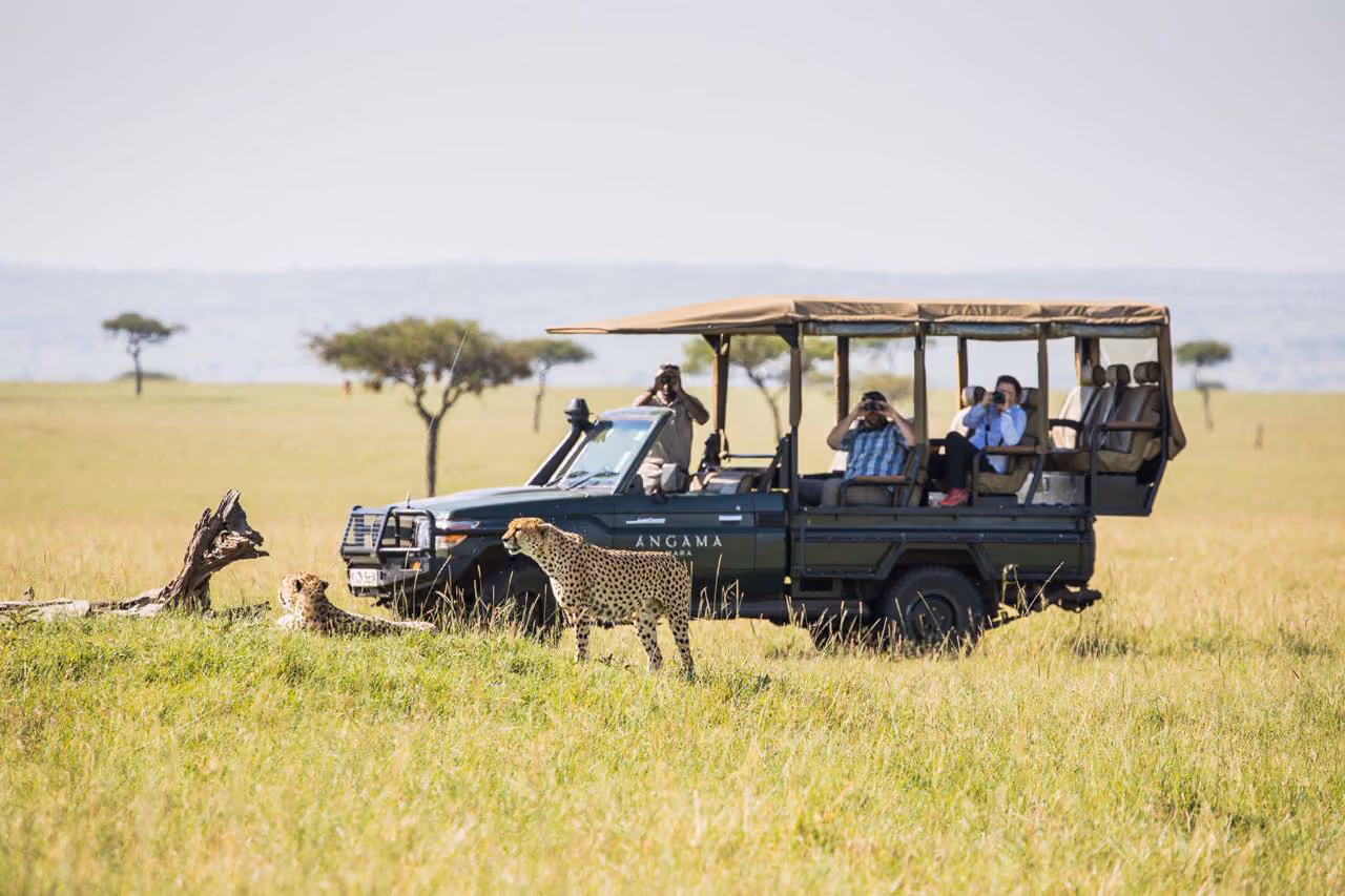 Cheetah on safari