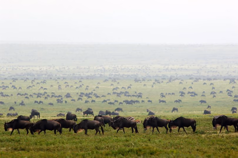 The Serengeti