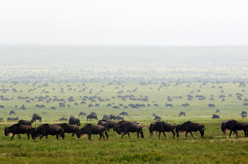 The Serengeti