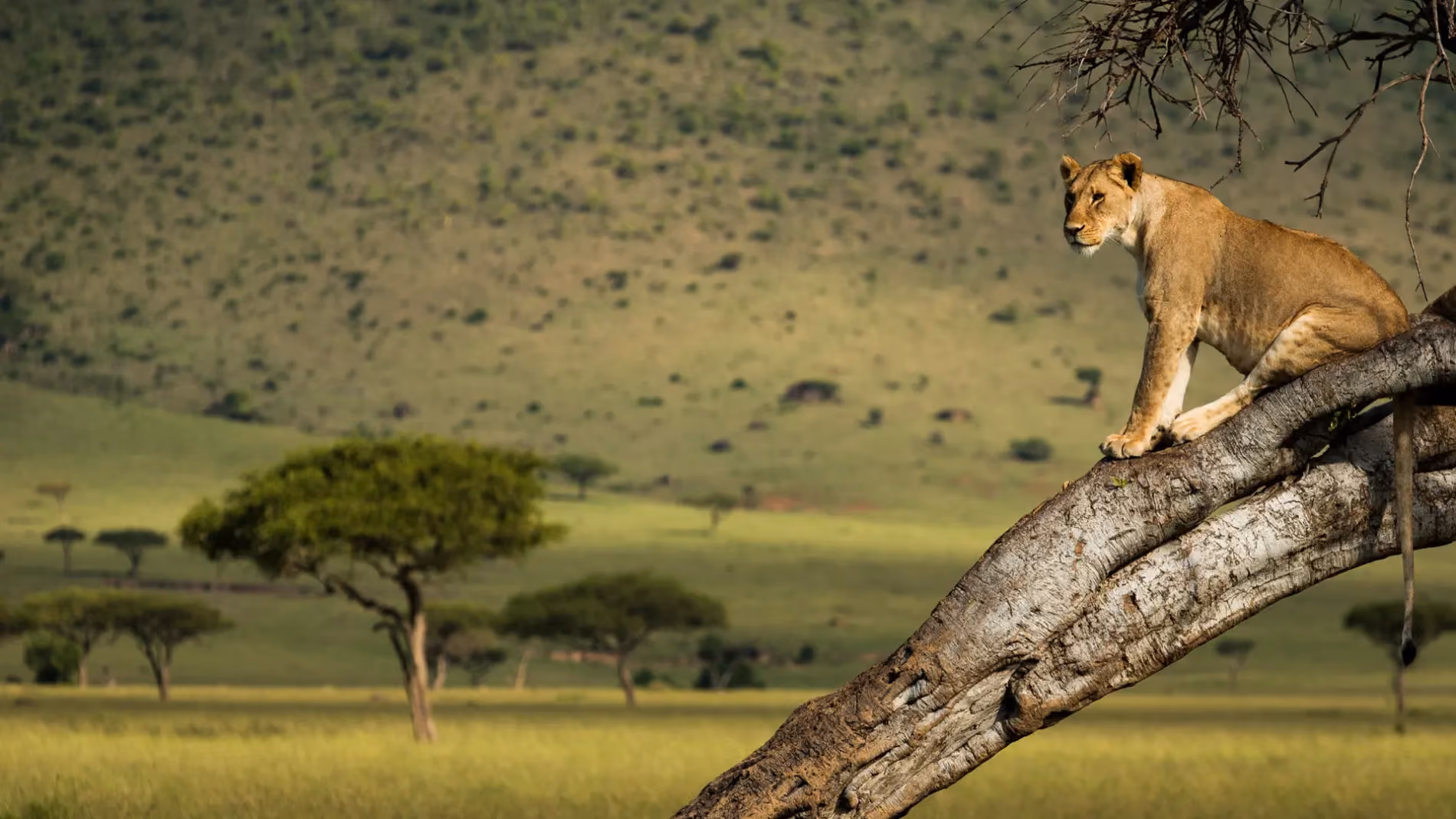 Angama Mara, Kenya