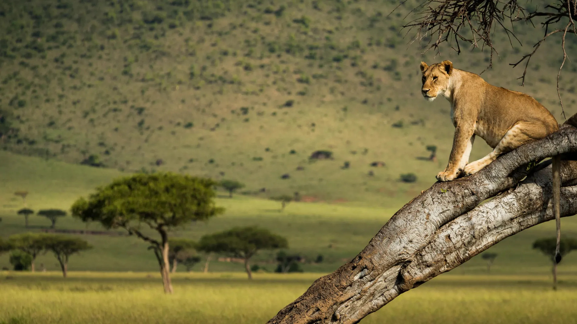 Angama Mara, Kenya