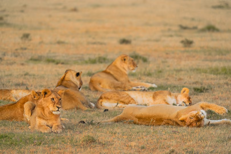 Lions Mara Naboisho Conservancy - Kenya