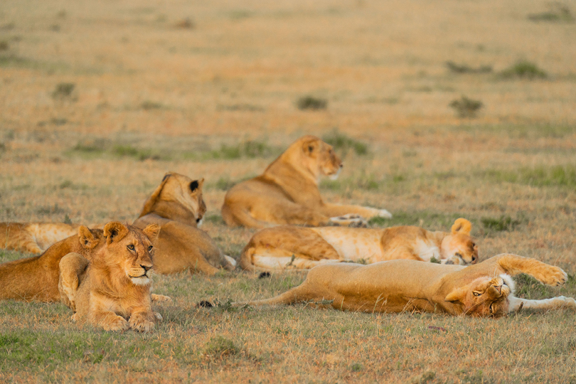 Lions Mara Naboisho Conservancy - Kenya
