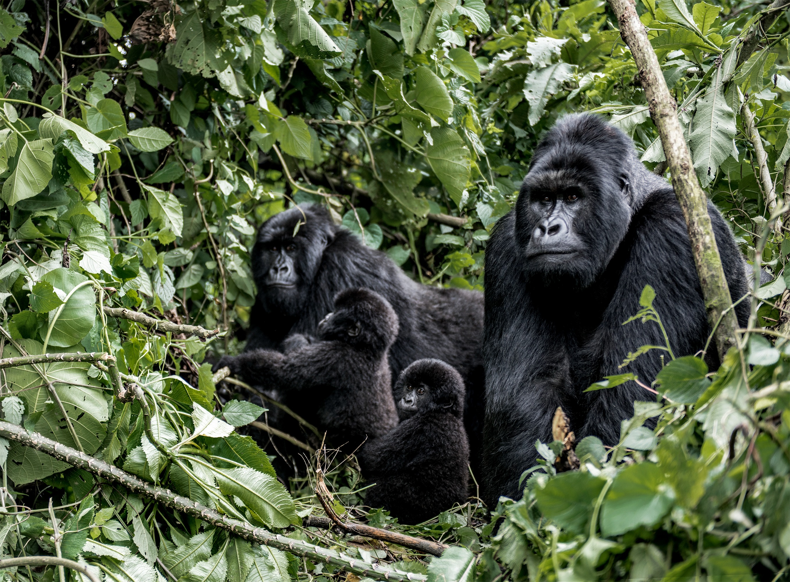 Gorilla Family - Volcanoes National Park