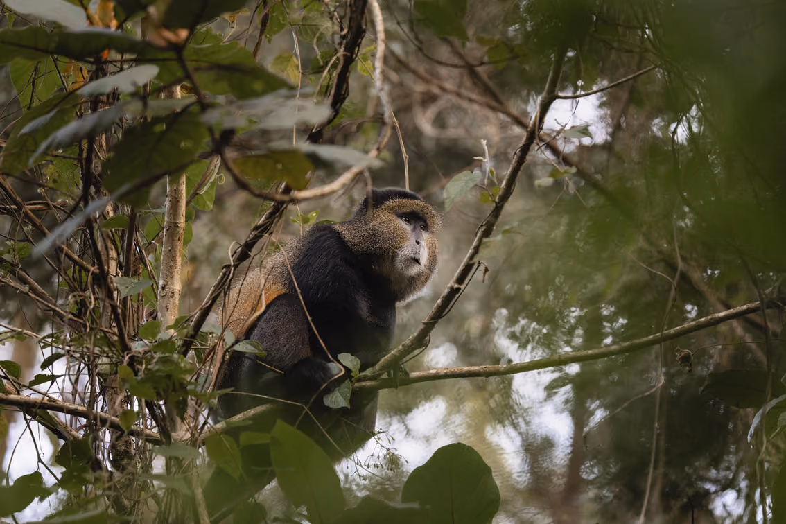 Golden Monkey - Volcanoes National Park